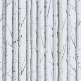 Woodland-Silver-Birch